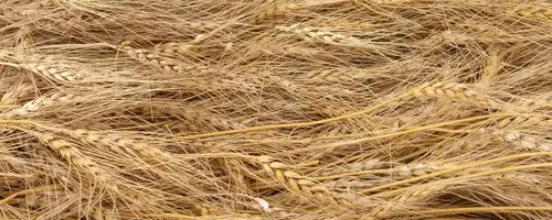 Исследование рынка пшеничной муки в Казахстане | AGRO Marketing Agency