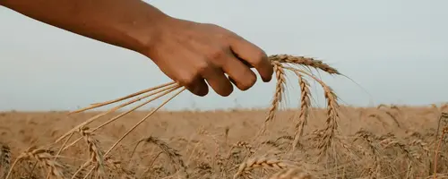 Комплексное исследование агрокомплекса Украины AGRO Marketing Agency